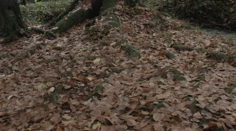 Leafy roots Tracking up an Old Oak Tree Video stock 44261604