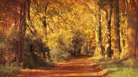 Leafy Rural Road On Sunny Fall Day Stock-Footage 273350439