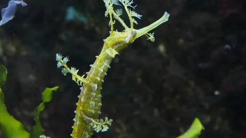 Leafy sea dragon, Close up head of seahorse Stock Footage 91135283