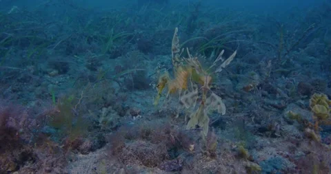 Leafy Sea Dragon With Eggs, Close Up in Southern Australia Stock-Footage 330999774