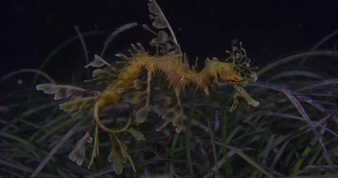 Leafy Sea Dragon With Eggs, Slow Motion Видео 331070751