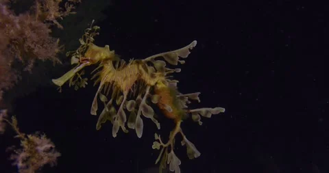 Leafy Sea Dragon With Eggs Swims At Night 8K Stock-Footage 331068107