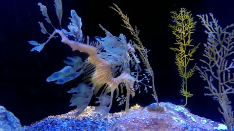 Leafy Sea Dragon Fish (dragonfish) Stock Footage 41673293