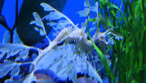 Leafy Sea Dragon Stock Footage 5274132