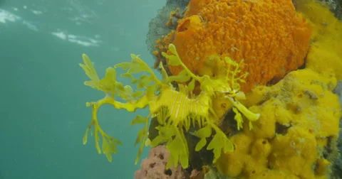 Leafy Sea Dragon Stock Footage 41440362