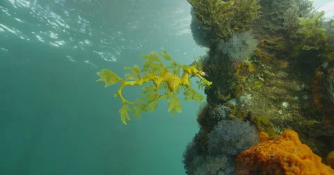 Leafy Sea Dragon Stock Footage 41441247