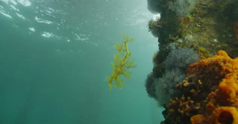 Leafy Sea Dragon Stock Footage 41445355