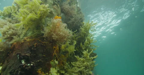 Leafy Sea Dragon Stock Footage 41450828