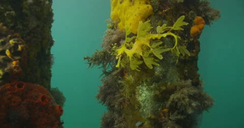 Leafy Sea Dragon Stock Footage 41455856