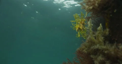 Leafy Sea Dragon Stock Footage 41456991