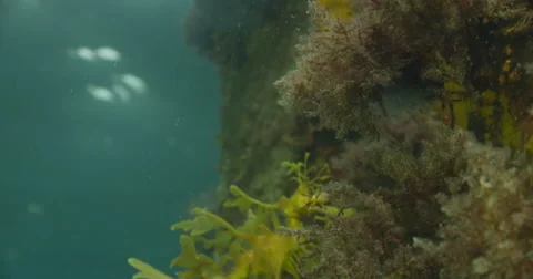 Leafy Sea Dragon Stock Footage 41458320