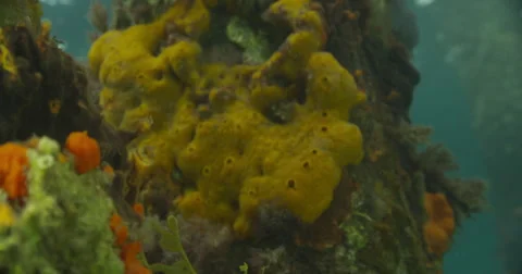 Leafy Sea Dragon Stock Footage 41459331