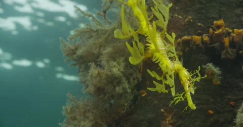 Leafy Sea Dragon Stock Footage 41467548