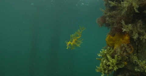 Leafy Sea Dragon Stock Footage 41498990