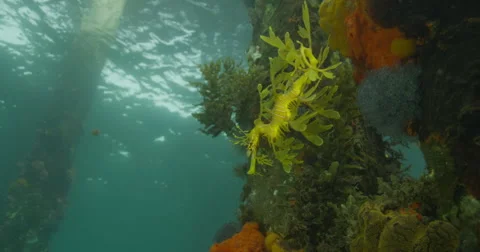Leafy Sea Dragon Stock Footage 41518696