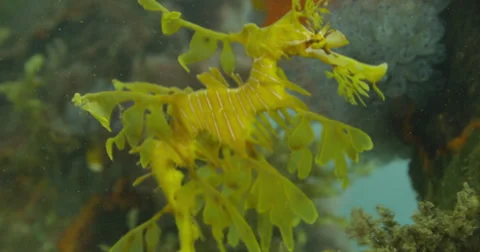 Leafy Sea Dragon Stock Footage 41535624