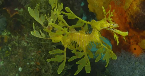 Leafy Sea Dragon Stock Footage 41540936