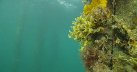 Leafy Sea Dragon Stock Footage 41548745