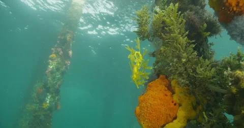 Leafy Sea Dragon Stock Footage 41550114