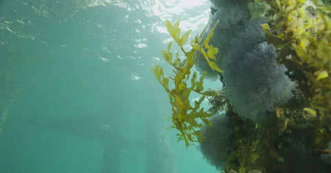 Leafy Sea Dragon Stock Footage 41553493