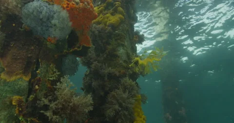 Leafy Sea Dragon Stock Footage 41561563