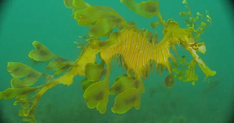 Leafy Sea Dragon Stock Footage 41778162