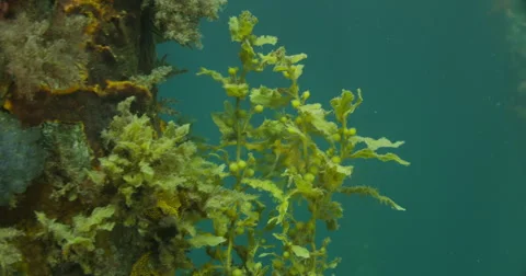 Leafy Sea Dragon Stock Footage 41782880