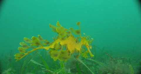 Leafy Sea Dragon Stock Footage 41789359