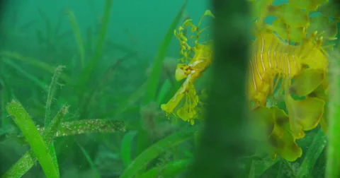 Leafy Sea Dragon Stock Footage 41790900