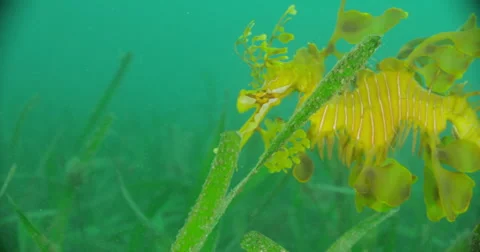 Leafy Sea Dragon Stock Footage 41793508