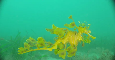 Leafy Sea Dragon Stock Footage 41794501