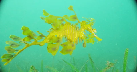 Leafy Sea Dragon Stock Footage 41795681