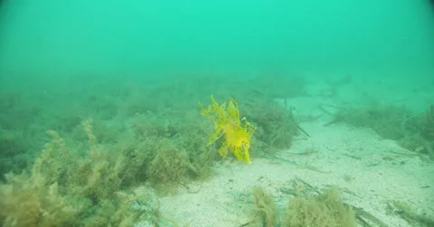 Leafy Sea Dragon Stock Footage 41797664