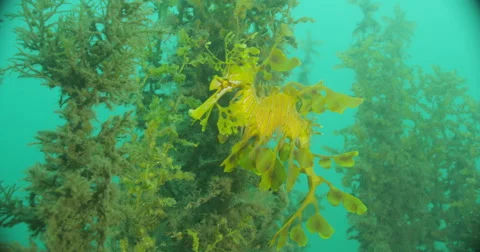Leafy Sea Dragon Stock Footage 41798748