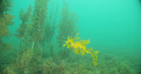 Leafy Sea Dragon Stock Footage 41798966