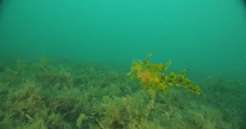Leafy Sea Dragon Stock Footage 41799258
