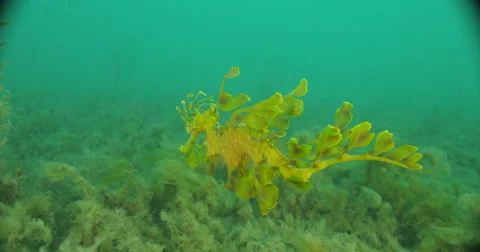 Leafy Sea Dragon Stock Footage 41804264