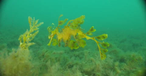 Leafy Sea Dragon Stock Footage 41808448