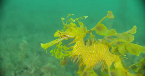 Leafy Sea Dragon Stock Footage 41816016