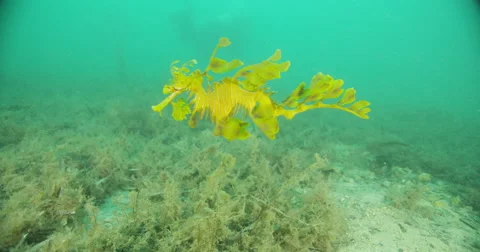 Leafy Sea Dragon Stock Footage 41820090