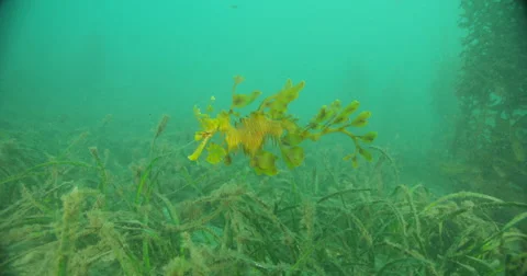Leafy Sea Dragon Stock Footage 41823656