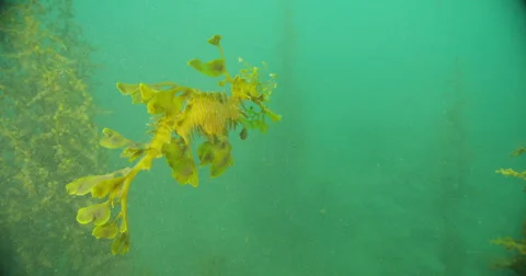 Leafy Sea Dragon Stock Footage 41828980