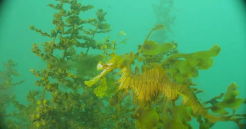 Leafy Sea Dragon Stock Footage 41831622