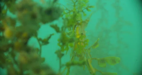 Leafy Sea Dragon Stock Footage 41832647