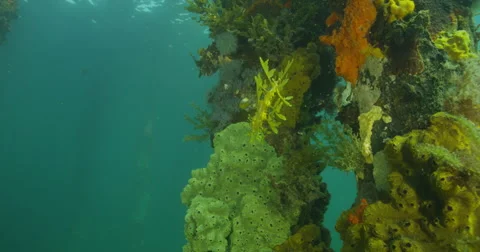 Leafy Sea Dragon Stock Footage 41835451