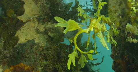 Leafy Sea Dragon Stock Footage 41836092