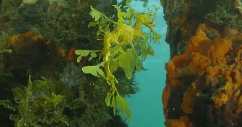 Leafy Sea Dragon Stock Footage 41836379