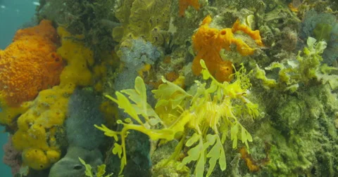 Leafy Sea Dragon Stock Footage 41841579