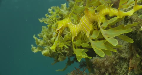 Leafy Sea Dragon Stock Footage 41845270