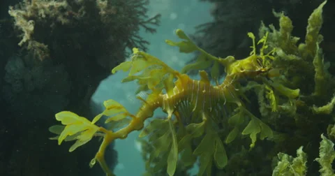 Leafy Sea Dragon Stock Footage 41845439